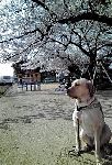 20090403151351.jpg