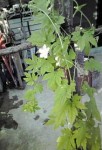 20100804175307.jpg
