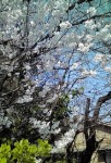 20110331100320.jpg