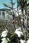20110401091715.jpg