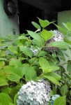 20110608113758.jpg